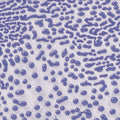 CR-54 Purple Crawl