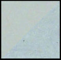 Lindsey's Cone 6 Porcelain