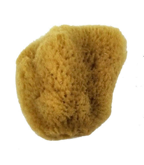 Silk Sponge #4