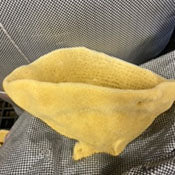 Elephant Ear Sponge #2