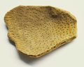Elephant Ear Sponge #8