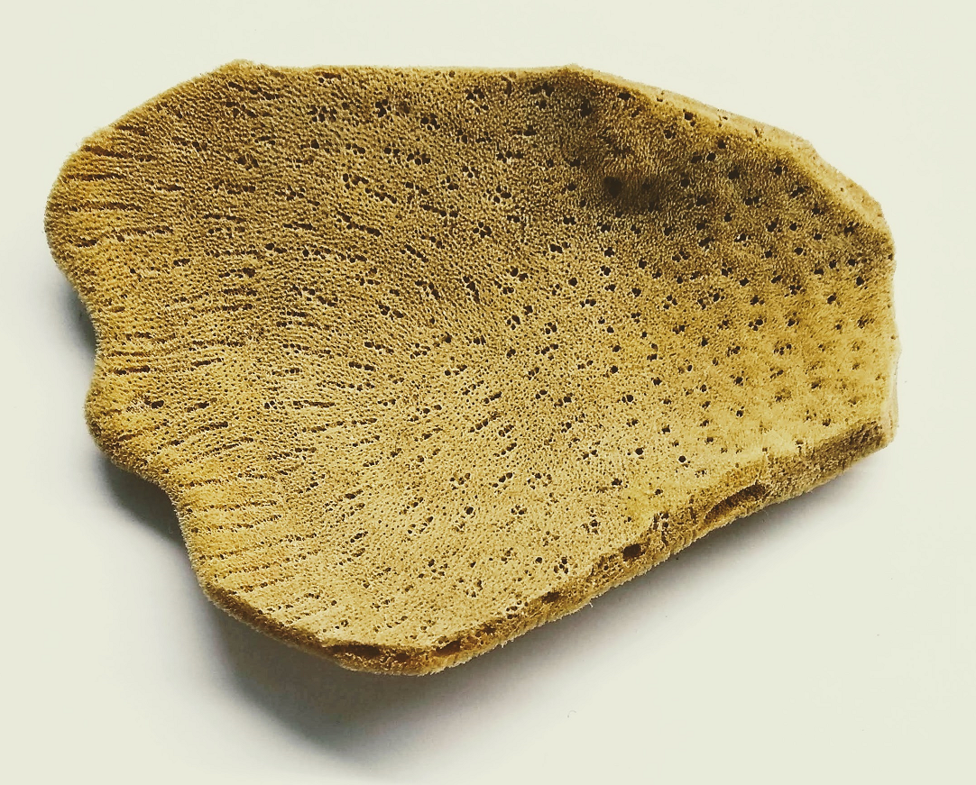 Elephant Ear Sponge #8