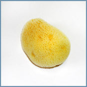Silk Sponge #2